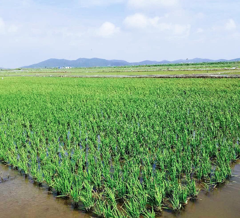 浙農(nóng)創(chuàng)投岱山土壤改良項目成功完成水稻插秧