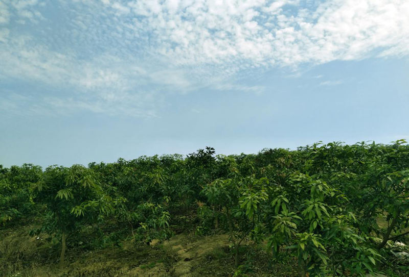 愛普豐澤晟華：為農服務，我們是快樂的