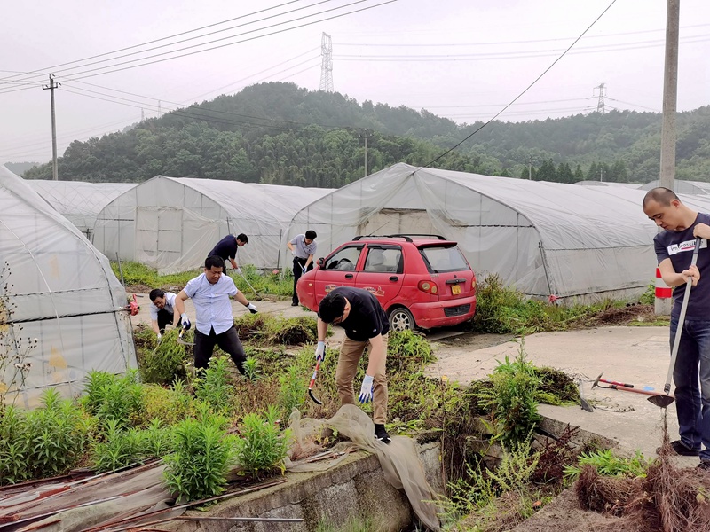 行動踐初心 除草助農(nóng)忙——集團第三黨支部開展主題黨日黨員實踐活動